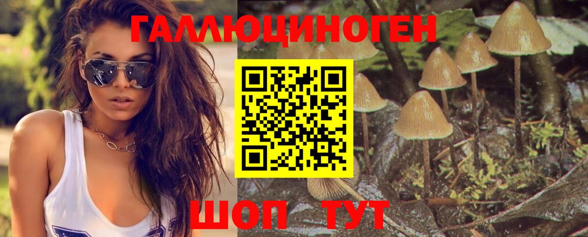 Чита  Галлюциногенные грибы Psilocybe  Вход с VPN 